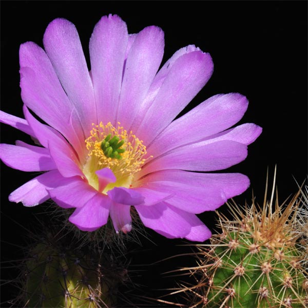 Echinocereus spinigemmatus, Mexico, Jalisco, San Andres Cohamiata, LAU1246, 50 Korn