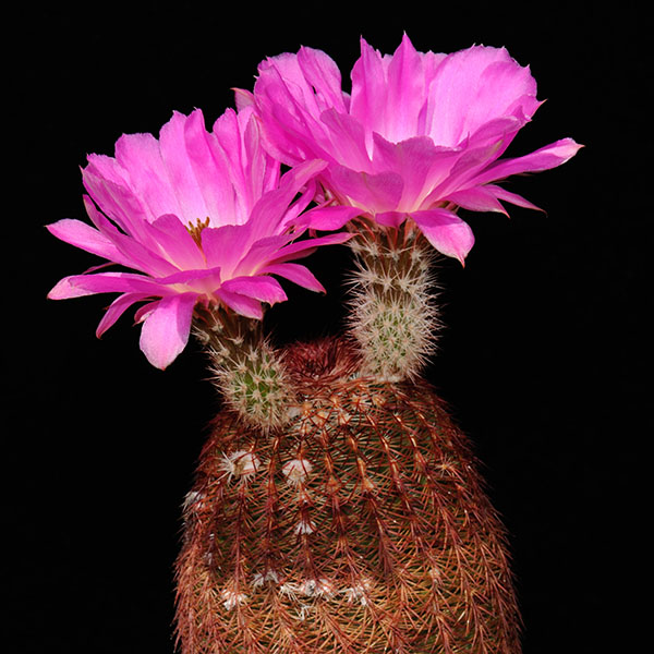 Echinocereus rigidissimus, USA, Arizona, Sonoita, 50 Korn