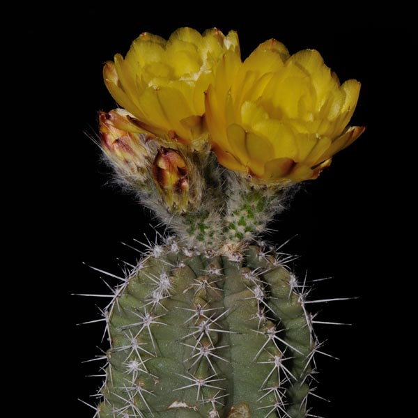 Echinocereus subinermis subsp. ochoterenae, Mexico, Sinaloa, Matatan, 50 Korn