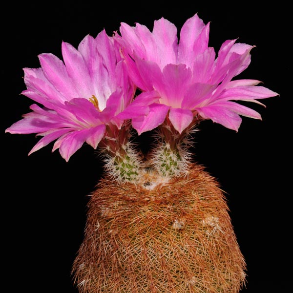 Echinocereus rigidissimus, USA, Arizona, Madera Canyon, 50 Korn
