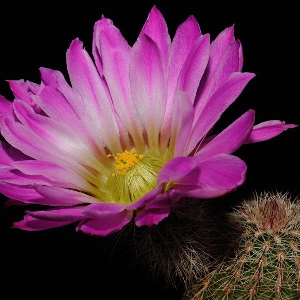 Echinocereus bristolii subsp. floresii, Mexico, Sinaloa, Los Mochis, 100 Korn
