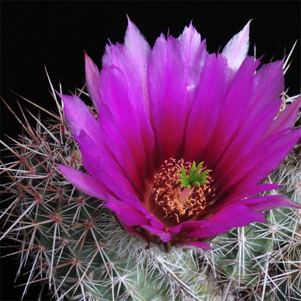 Echinocereus engelmannii, USA, Arizona, Fredonia, 25 Korn