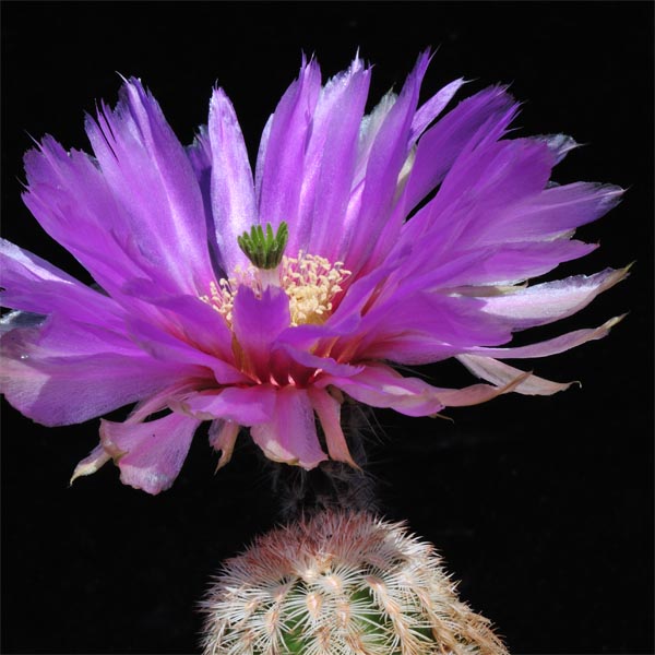 Echinocereus reichenbachii subsp. caespitosus, USA, Texas, Mason, 50 Korn