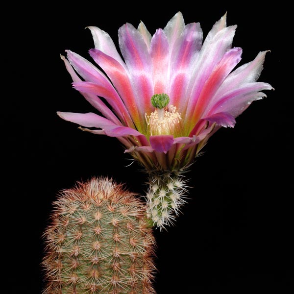 Echinocereus dasyacanthus, USA, Texas, Pecos Co., Bakersfield, 100 Korn