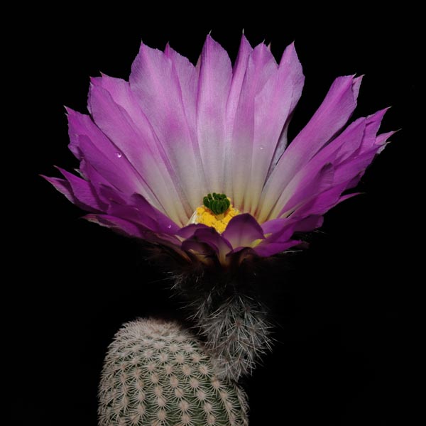 Echinocereus primolanatus, Mexico, Coahuila, Cuatrocienegas, 25 Korn
