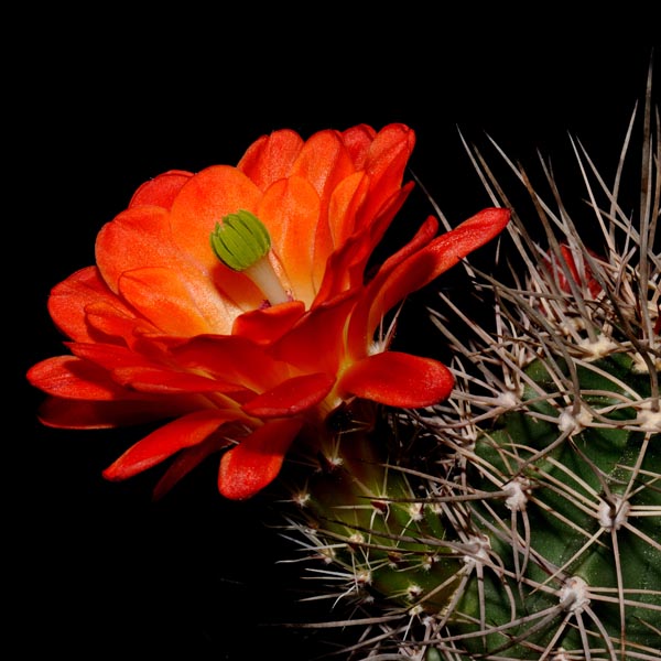 Echinocereus coccineus subsp. transpecosensis, USA, Texas, Hudspeth Co., 100 Korn