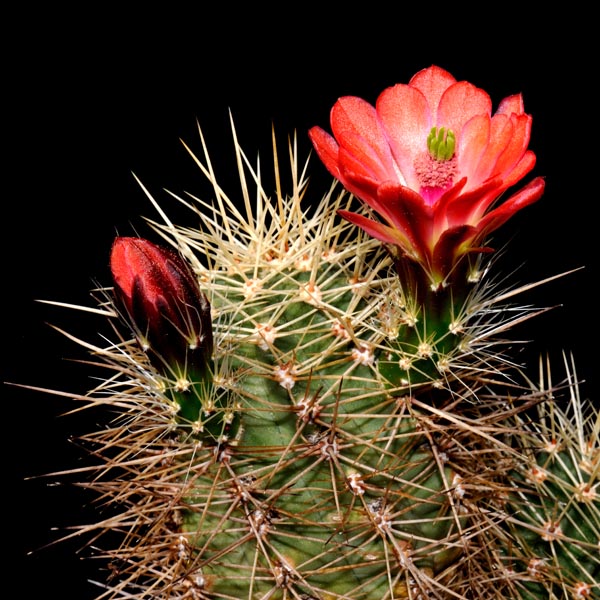 Echinocereus coccineus subsp. rosei, USA, New Mexico, La Luz, 25 Korn