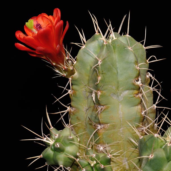 Echinocereus triglochidiatus, USA, New Mexico, Corona, 50 Korn