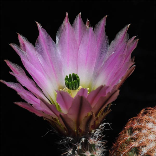 Echinocereus pectinatus, Mexico, San Luis Potosi, San Luis Potosi - Zacatecas, 50 Korn