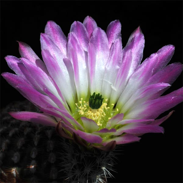 Echinocereus pectinatus, Mexico, Zacatecas, Salinas, 50 Korn
