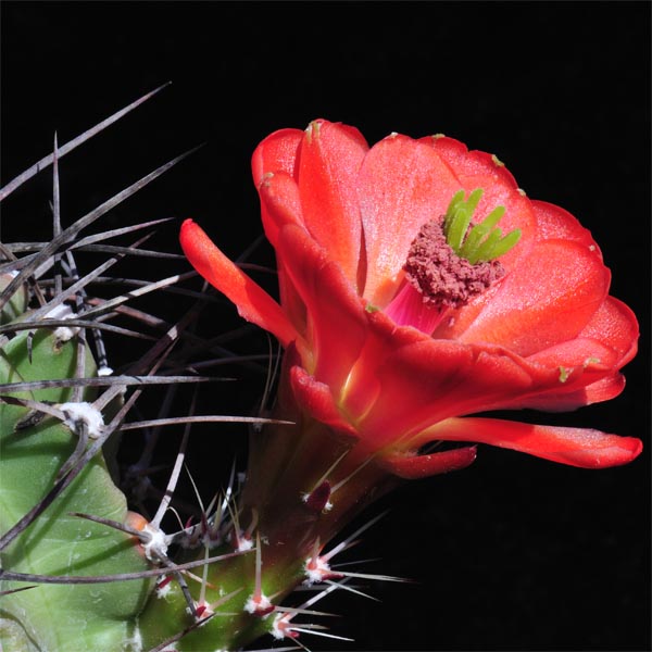 Echinocereus triglochidiatus fa. gonacanthus, USA, New Mexico, Grants, 50 Korn