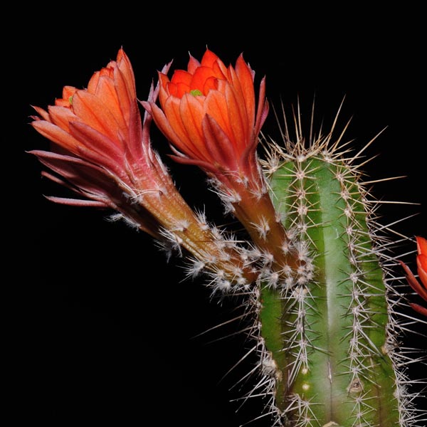 Echinocereus salm-dyckianus fa. obscuriensis, Mexico, Chihuahua, Sierra Obscura, LAU0091, 500 Korn