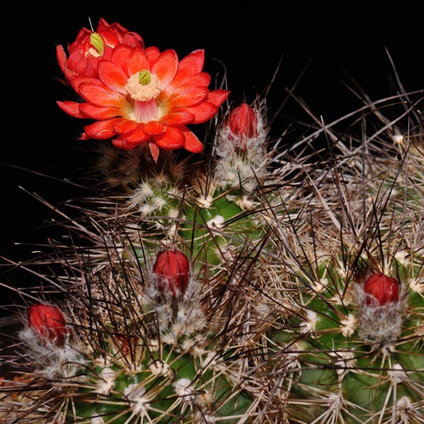 Echinocereus polyacanthus, Mexico, Chihuahua, Guachochic, 25 Korn