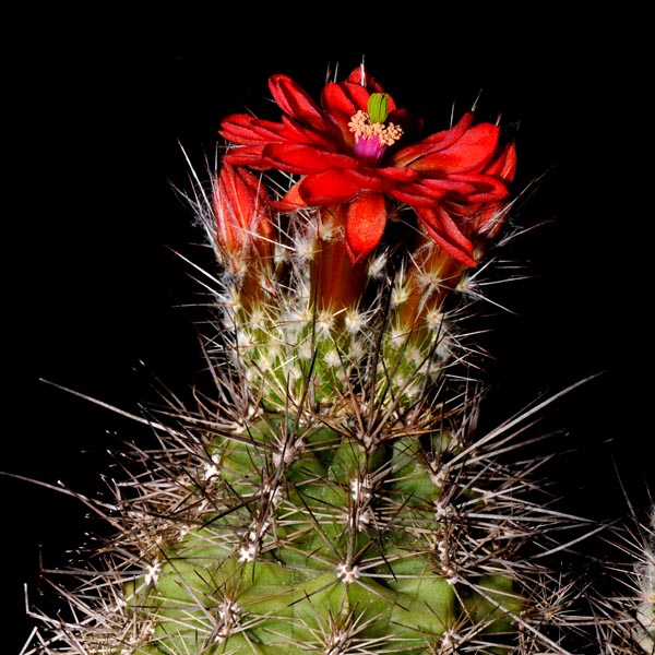 Echinocereus polyacanthus, Mexico, Chihuahua, Balleza - Guachochic, 25 Korn