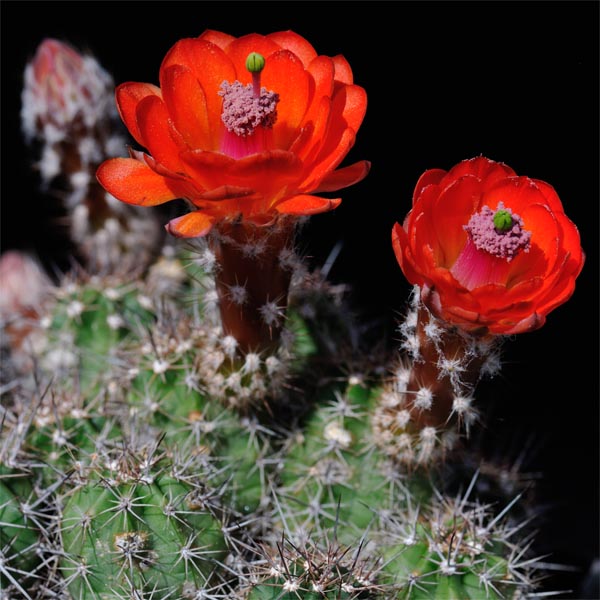 Echinocereus salm-dyckianus, Mexico, Sonora, Yecora - San Nicolas, Km 277, 100 Korn