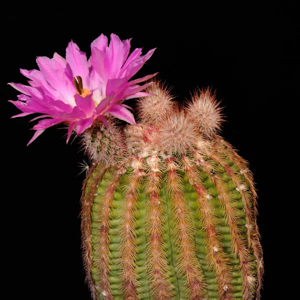 Echinocereus rigidissimus, Mexico, Sonora, Rosario, 25 Korn
