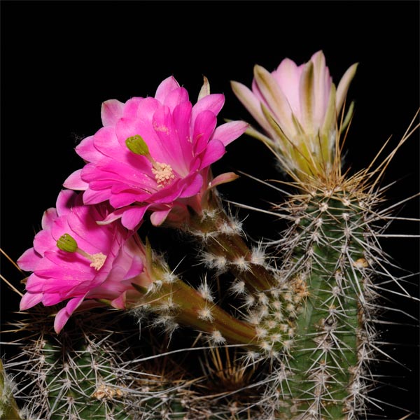 Echinocereus scheeri, Mexico, Chihuahua, Humira, 100 Korn