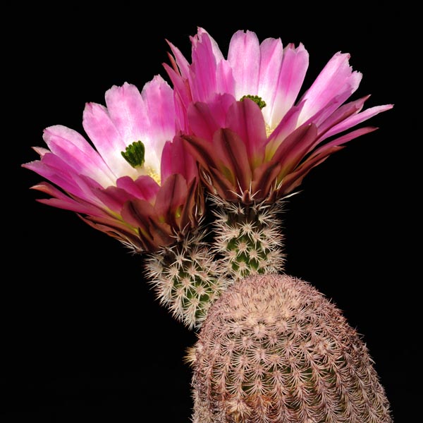 Echinocereus pectinatus, Mexico, Chihuahua, suedlich Chihuahua, 50 Korn
