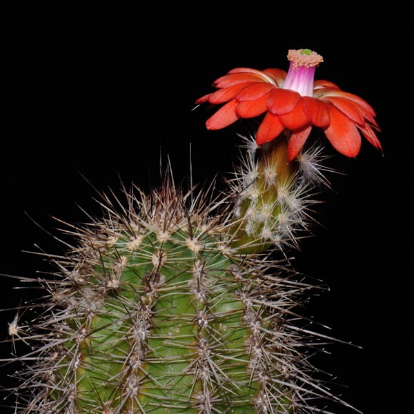 Echinocereus polyacanthus, Mexico, Chihuahua, Cienequita, 100 Korn