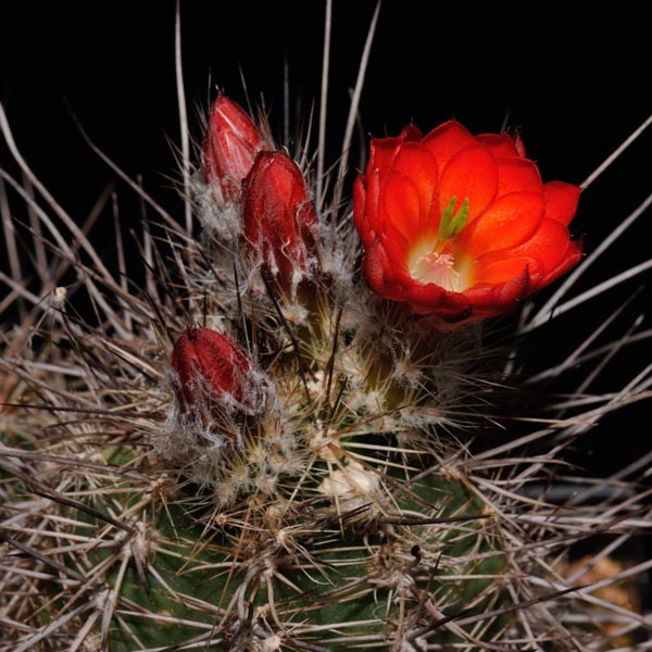 Echinocereus polyacanthus, Mexico, Durango, Jose Ma. Morelos, 100 Korn