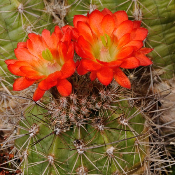 Echinocereus polyacanthus, Mexico, Durango, Durango - Mazatlan, Km 68, 100 Korn