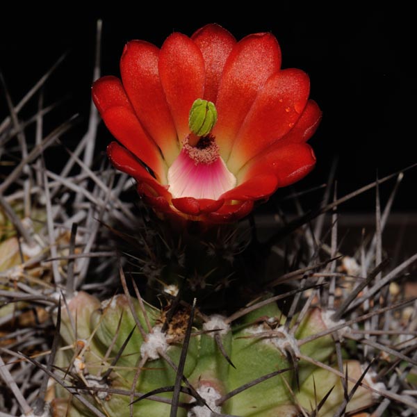 Echinocereus coccineus subsp. paucispinus, USA, Texas, Eagle Nest Canyon, 500 Korn