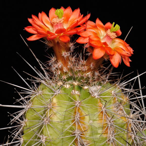 Echinocereus polyacanthus, Mexico, Durango, Tepehuanes - Guanacevi, 25 Korn