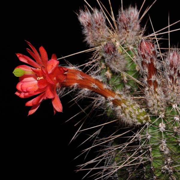 Echinocereus acifer, Mexico, Zacatecas, San Rafael de las Tablas, 100 Korn