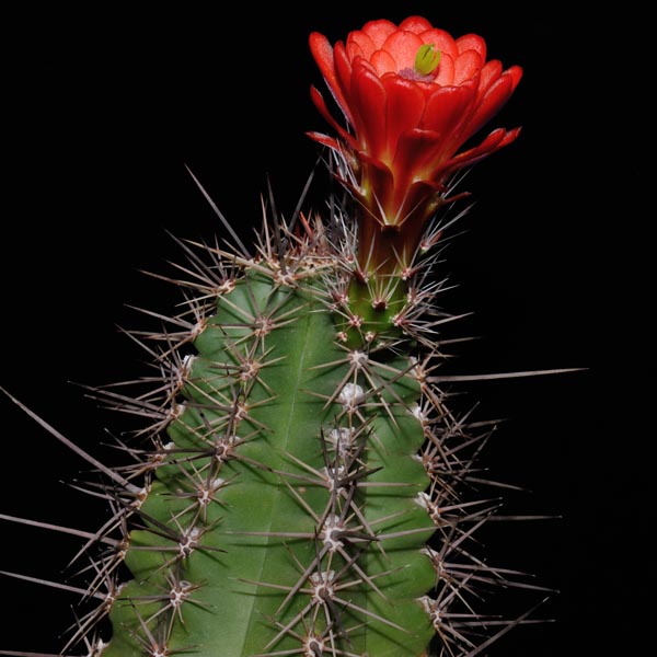 Echinocereus arizonicus subsp. matudae, Mexico, Chihuahua, Pacheco, 50 Korn