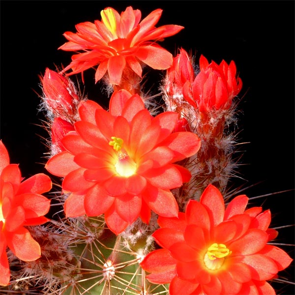 Echinocereus polyacanthus, Mexico, Durango, Las Minas Navidad, 100 Korn