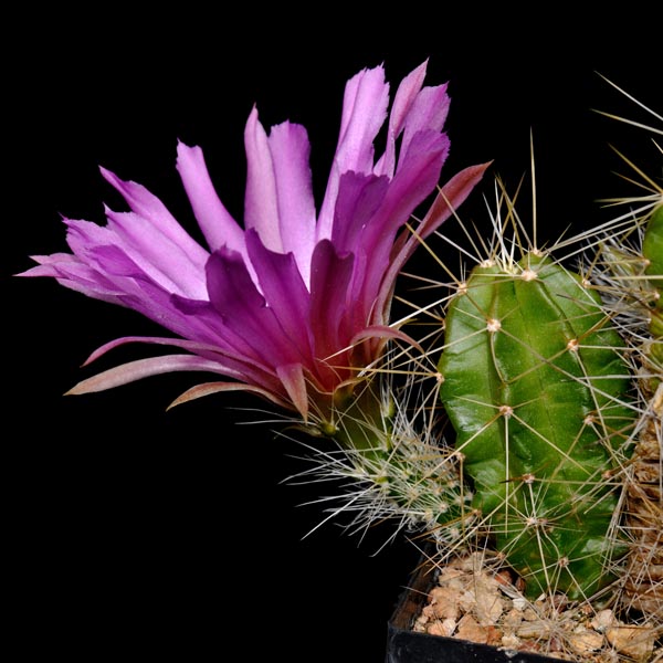 Echinocereus viereckii subsp. morricalii, Mexico, Nuevo Leon, mit Bedornung, 25 Korn