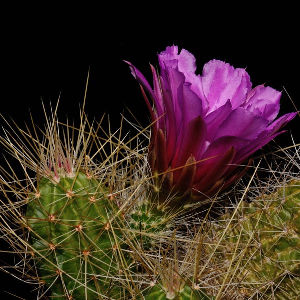 Echinocereus viereckii subsp. santamariensis, Mexico, Nuevo Leon, Huasteca Canyon, 25 Korn