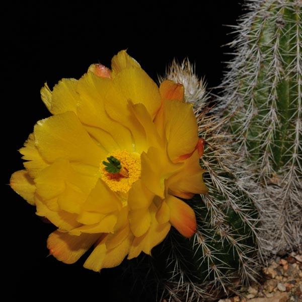 Echinocereus stoloniferus, Mexico, Chihuahua, Moris, 50 Korn
