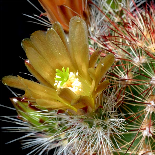 Echinocereus chloranthus, Mexico, Chihuahua, El Sueco, 100 Korn