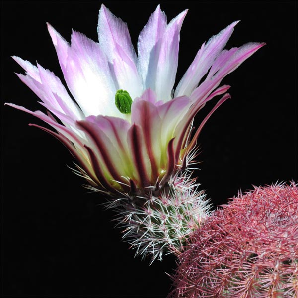 Echinocereus pectinatus, Mexico, Nuevo Leon, San Roberto, 25 Korn