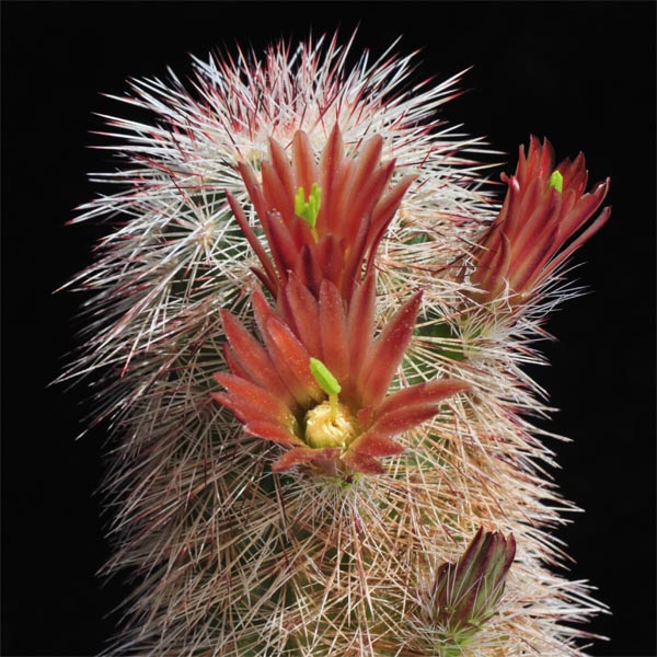 Echinocereus russanthus, USA, Texas, Mule Overlook, 25 Korn