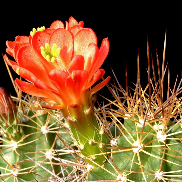 Echinocereus coccineus subsp. roemeri, USA, Texas, Enchanted Rock, 50 Korn