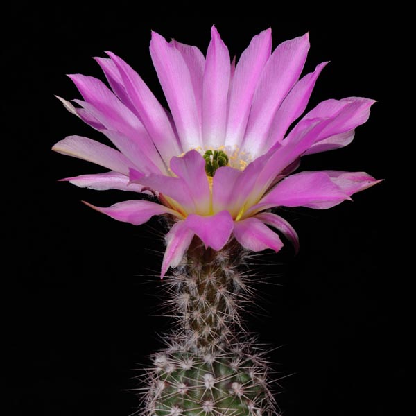 Echinocereus fobeanus, Mexico, Coahuila, San Pedro de la Colonias, 50 Korn
