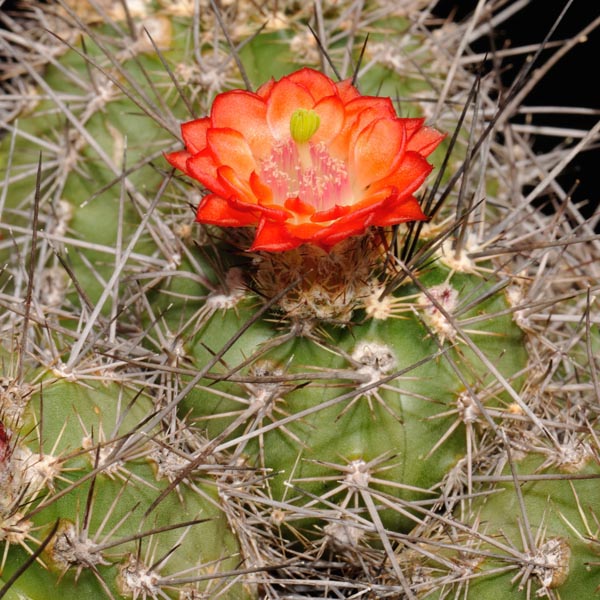 Echinocereus polyacanthus, Mexico, Durango, Durango - Mazatlan, Km 40, 25 Korn