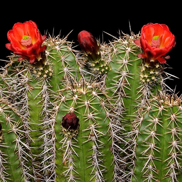 Echinocereus arizonicus, USA, Arizona, Pinal/Gila Co., 25 Korn