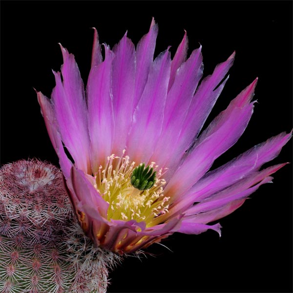 Echinocereus pectinatus, Mexico, Durango, Rio Nazas, 25 Korn
