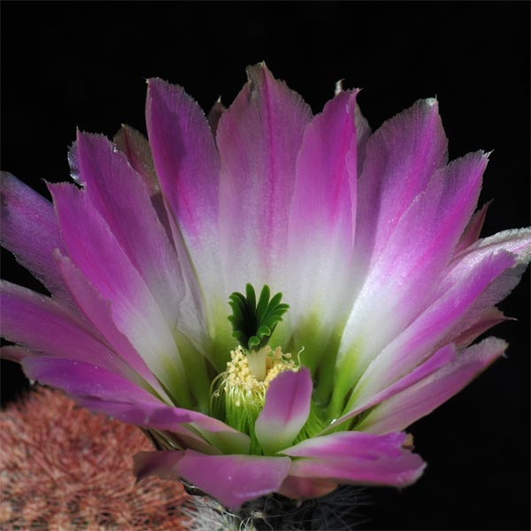 Echinocereus pectinatus, Mexico, Nuevo Leon, Saltillo - Monterrey, 50 Korn