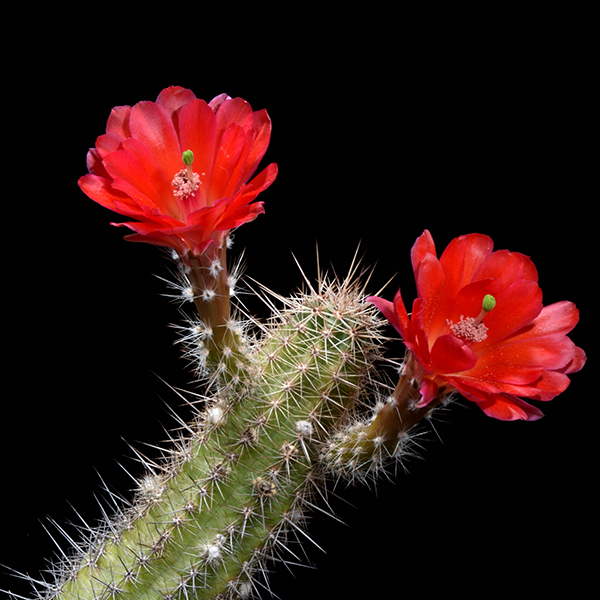 Echinocereus spec., Mexico, Sonora, San Antonio, LAU0084, 25 Korn