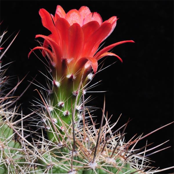 Echinocereus coccineus, USA, New Mexico, Manzano Mts., 100 Korn