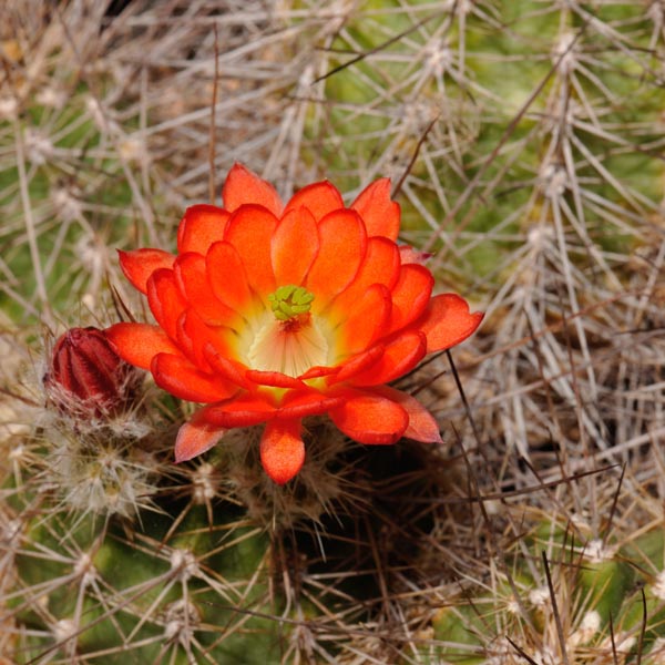 Echinocereus polyacanthus, Mexico, Chihuahua, Ciudad Duarte, 25 Korn