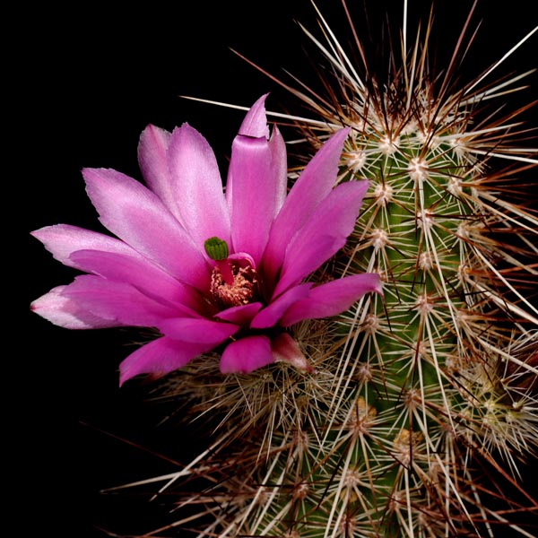 Echinocereus llanurensis, Mexico, Sonora, San Carlos, 25 Korn