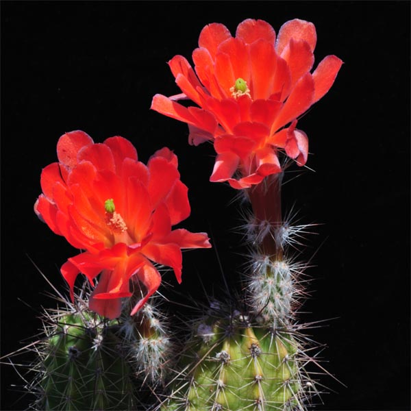 Echinocereus marksianus, Mexico, San Luis Potosi, 30 Km noerdlich San Luis Potosi, 25 Korn
