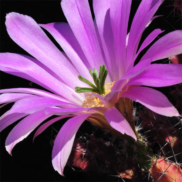 Echinocereus pentalophus subsp. procumbens, USA, Texas, 500 Korn