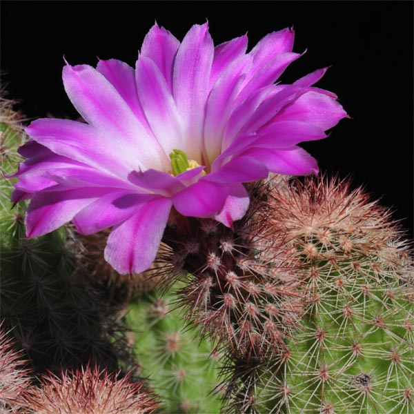 Echinocereus sciurus, Mexico, Baja California Sur, Cabo San Lucas, 100 Korn