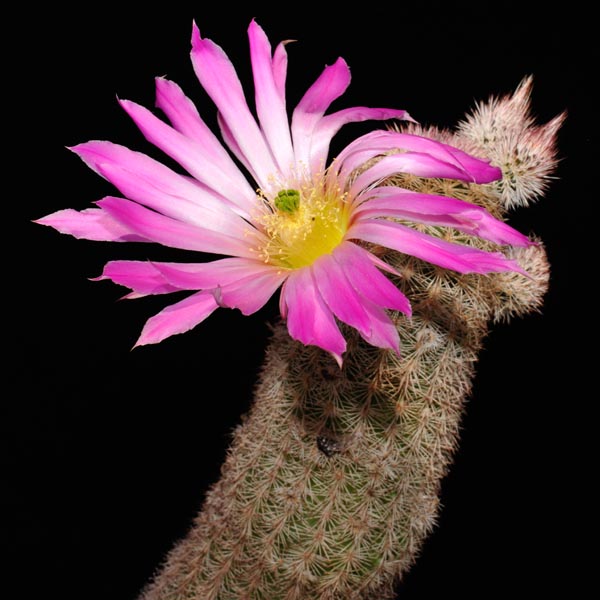 Echinocereus scopulorum, Mexico, Sonora, San Carlos, 25 Korn